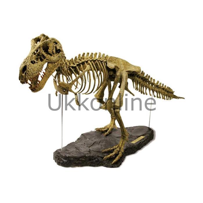CL066K T-Rex Iskelet Modeli Küçük Kutu