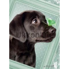 RAVENSBURGER 500 PUZZLE 141944 SANSLI KOPEK