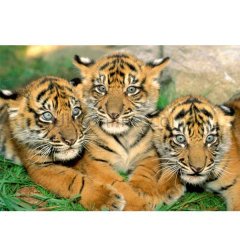 15965/EDU 500psc TIGER CUBS /Educa /500 parça puzzle