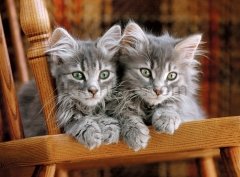 30545 KITTENS /500 ParçaPuzzle