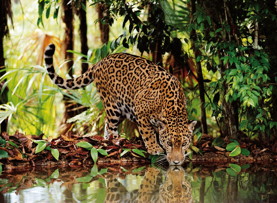 Clementoni 32537 - 2000 Parça Puzzle Leopard