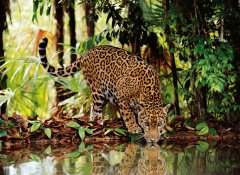 Clementoni 32537 - 2000 Parça Puzzle Leopard