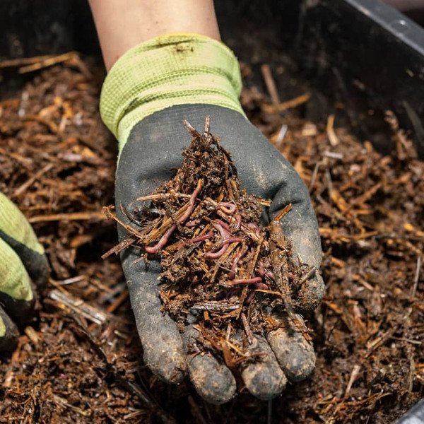 RED CALIFORNIAN WORMS - 1,000 AD