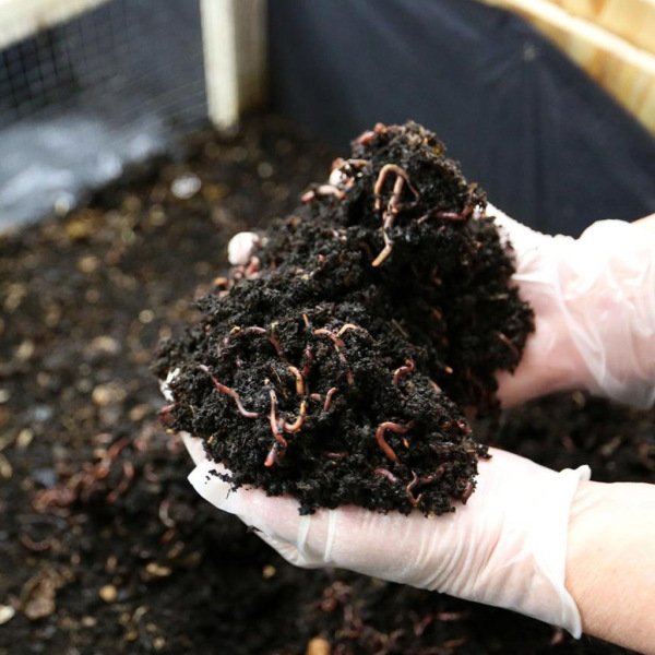 RED CALIFIRNIAN WORMS - 2,000 AD