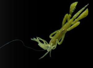 Jackall PineShrimp AR Custom 8.9cm Karides Silikon Yem