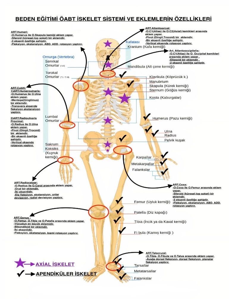 Murat Aydın ÖABT Beden Eğitimi Öğretmenliği İskelet Sistemi ve Eklemlerin Özellikleri Dev Poster Murat Aydın