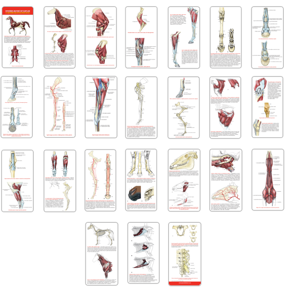 Veteriner Anatomi Cep Kartları At Anatomisi (Baş-Boyun-Gövde-Bacak)