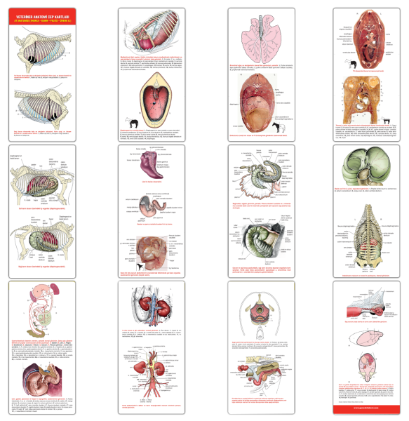 Veteriner Anatomi Cep Kartları At Anatomisi (Thorax - Karın - Pelvis - Üreme O.)