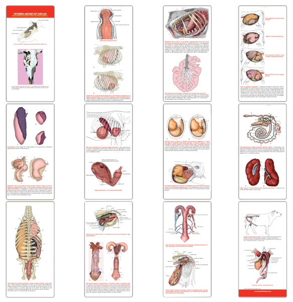 Veteriner Anatomi Cep Kartları Geviş Getirenler (Baş - Boyun - Thorax - Karın - Pelvis - Üreme O.)