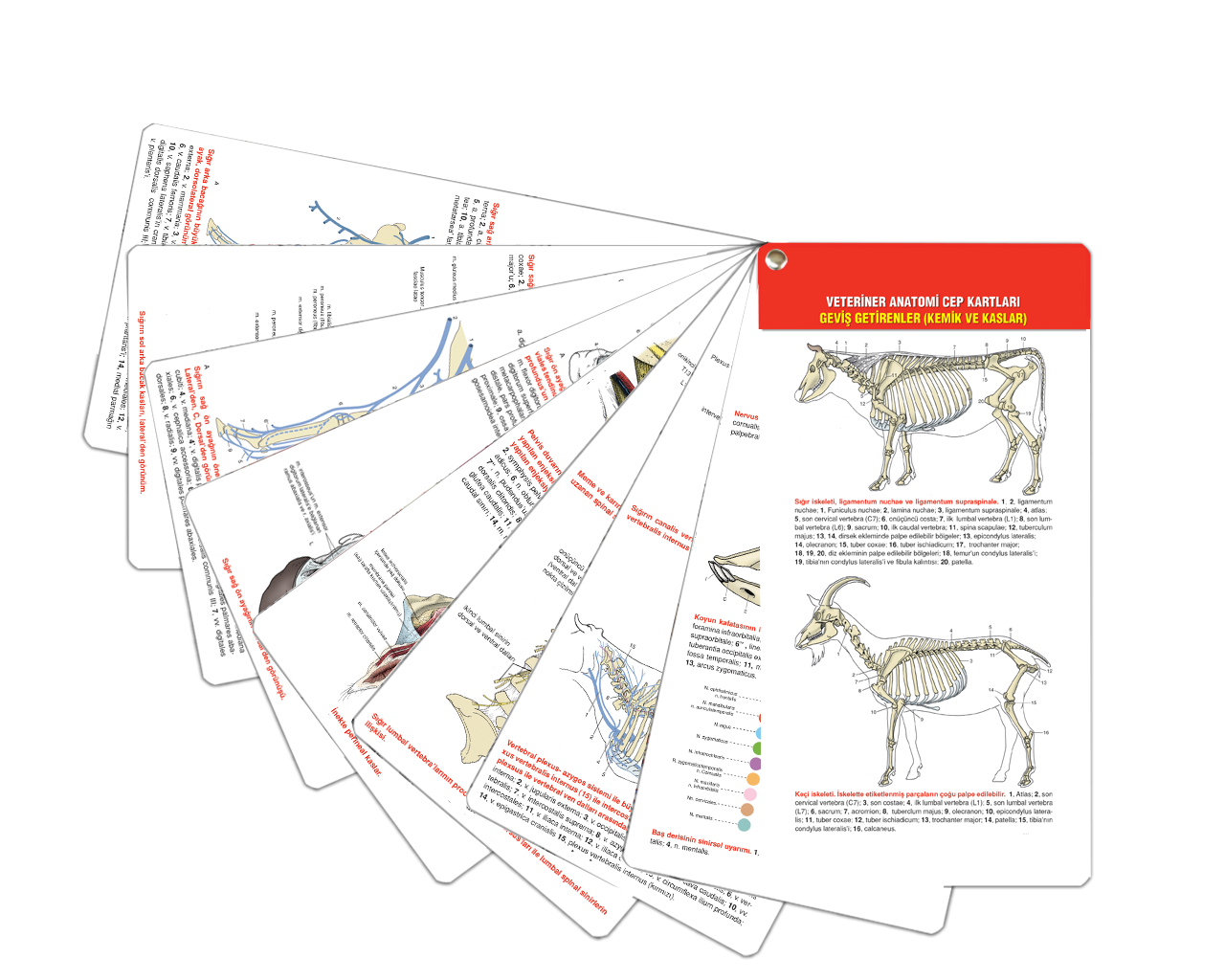 Veteriner Anatomi Cep Kartları Geviş Getirenler (Kemik ve Kaslar)