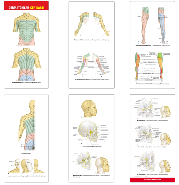 Dermatomlar Cep Kartı