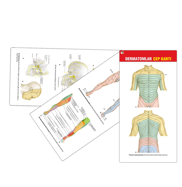 Dermatomlar Cep Kartı