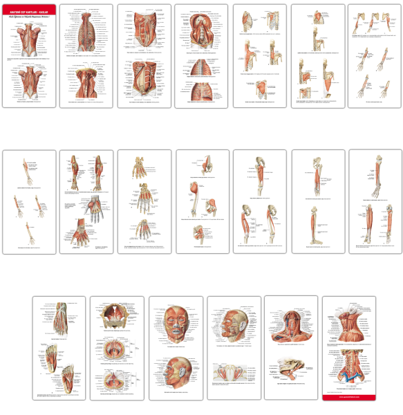 Anatomi Cep Kartları - Kaslar