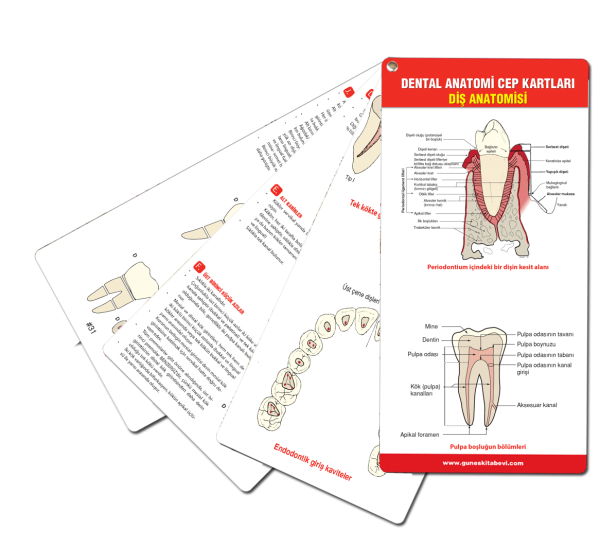 Dental Anatomi Cep Kartları Diş Anatomisi