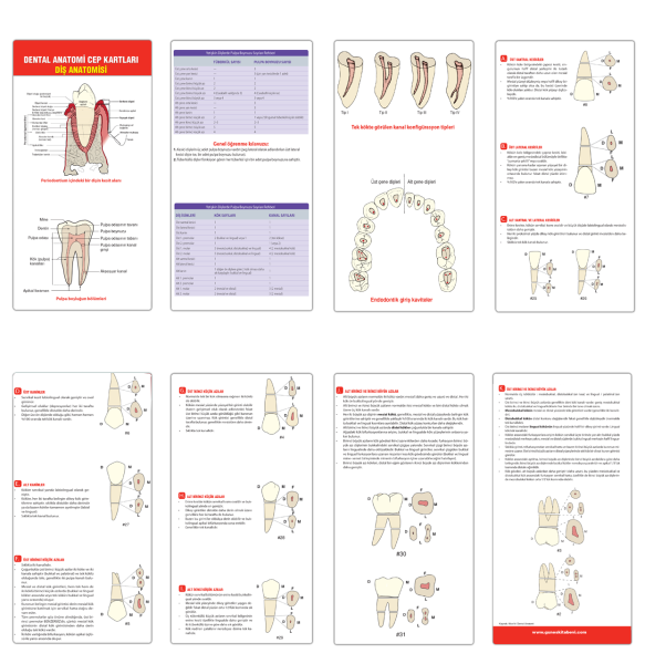 Dental Anatomi Cep Kartları Diş Anatomisi