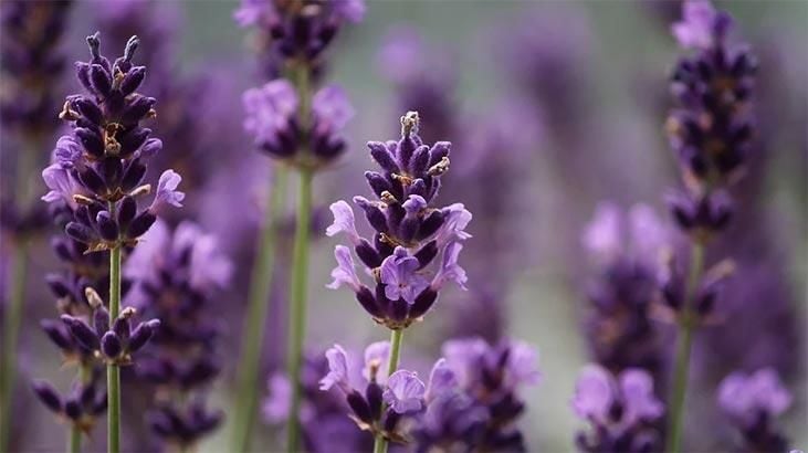 Uses of Lavender Oil