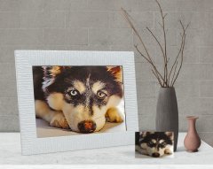 Kişiye Özel Tam Boy Köpek Karikatürlü Dekoratif Çerçeve-1