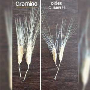 Gramino Buğday Çeltik ve Mısır Gübresi Organik Gübre