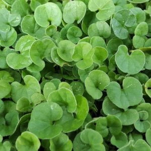 Dichondra repens (Fare kulağı) Çim Tohumu