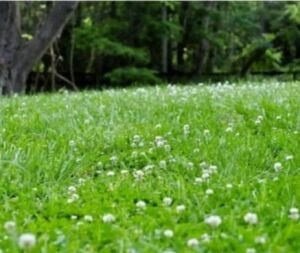 TRİFOLİUM REPENS