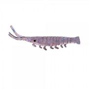 Sasi Karides SW5001 - 018