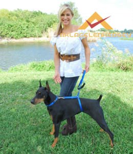 KÖPEK EĞİTİM TASMASI İNSTANT TRAİNER LEASH