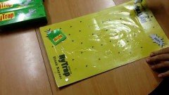Bytrap Fare Yapışkan Plakası 2 Adet