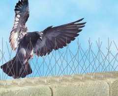 Bird-X Bird-Spikes Kuş Kondurmaz Dikenli Tel Paslanmaz Tüneme Önleyici 61cm
