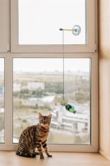 BUFFER® Kediler için Çok Renkli Zilli Vantuzlu Eğlenceli Olta Şekilli Kedi Oyuncağı