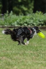 BUFFER® Hem  Eğitici Ve Hem Eğlenceli Yuvarlak Hafif Ağırlıklı Köpek Frizbi Oyuncağı