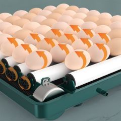BUFFER® Tavuk, Kaz, Ördek, Bıldırcın Yumurtaları İçin Tam Otomatik Kuluçka Makinesi