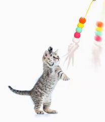 Elastik Kendinden Yapışkanlı Kedi Oyun Oltası