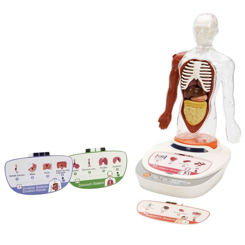 S00005280 BİLİM SET İNSAN VÜCUDU MODELİ 23PRÇ -SUN