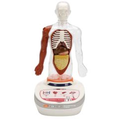 S00005280 BİLİM SET İNSAN VÜCUDU MODELİ 23PRÇ -SUN