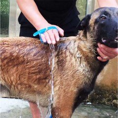 BUFFER® Evcil Hayvan Kedi Köpek Masajlı Pratik Yıkama Banyo Kiti Aleti