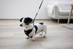 Yavru Köpek Göğüs Tasması Siyah 30 cm - 50 cm