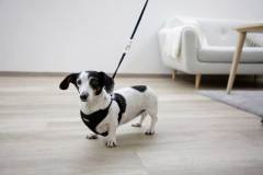 Yavru Köpek Göğüs Tasması Siyah 30 cm - 50 cm