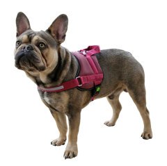 Köpek Belden Tasma Maestro 2.0 Bordo 45 - 60 cm