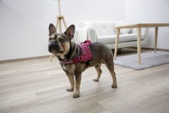 Köpek Belden Tasma Maestro 2.0 Bordo 45 - 60 cm