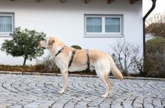 Köpek Sırt Tasması Kaçış Önleyici  38cm - 52cm