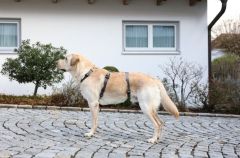 Köpek Sırt Tasması Kaçış Önleyici  48cm - 70cm