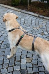 Köpek Sırt Tasması Kaçış Önleyici  48cm - 70cm