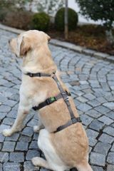 Köpek Sırt Tasması Kaçış Önleyici  48cm - 70cm