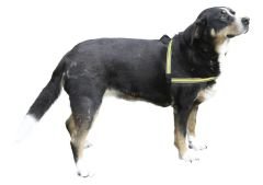 Işıklı Köpek Tasması [Bel Tasması]