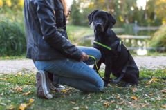 Işıklı Köpek Tasması [Bel Tasması]