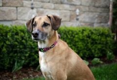 Köpek Boyun Tasması Colorado Fusya 35 - 55 cm