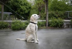 Köpek Bel Tasması Siyah [Norveç Tipi] 80 - 100 cm