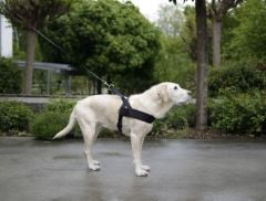 Köpek Bel Tasması Siyah [Norveç Tipi] 70 - 90cm