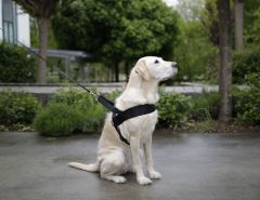 Köpek Bel Tasması Siyah [Norveç Tipi] 70 - 90cm