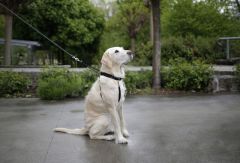 Köpek Bel Tasması Siyah [Norveç Tipi] 65 - 85 cm